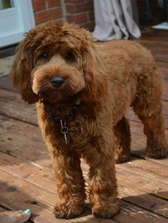 a brown dog standing on top of a wooden deck