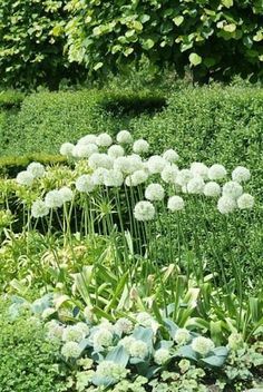 some white flowers and green plants in the middle of a garden with bushes behind them