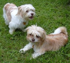 two small brown and white dogs standing on top of a lush green grass covered field