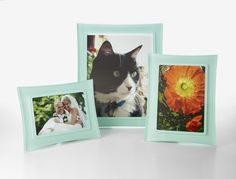 three different colored frames with pictures of cats and flowers on the front one has a bride and groom