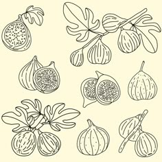 an image of different fruits and vegetables drawn in line on a white background with black ink