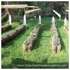 several rows of straw bales with plants growing in them on the grass near a wooden fence