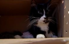 a black and white cat sitting in a cardboard box