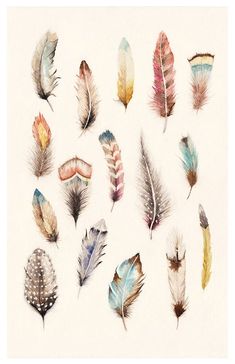 watercolor feathers are arranged in different shapes and sizes on a white background, as well as the colors of each feather