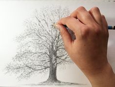 someone is drawing a tree with colored pencils