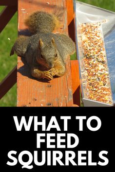 a squirrel sitting on top of a wooden bench next to a bird feeder filled with birdseed