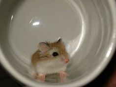 a hamster sitting in a white bowl with its front paws on the rims