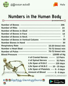 a skeleton with the words numbers in the human body