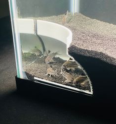 two small birds in an aquarium with sand and gravel