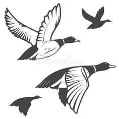 three ducks flying in the air with their wings spread out, and one is black and white