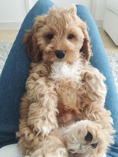 a small brown dog sitting on top of a person's lap with it's legs crossed