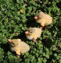 three baby ducks are sitting in the green leaves on the ground and one is looking at the camera