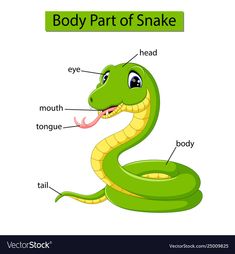 the body part of a snake on a white background vector illustration stockvectoros