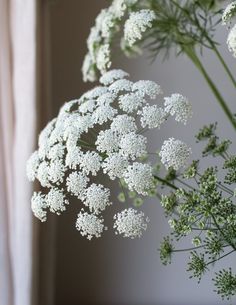 some white flowers are in a vase on a window sill with curtains behind them