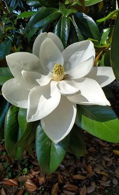 a large white flower sitting on top of green leaves