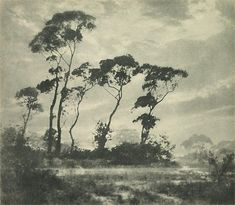 an old photo of trees in the middle of a field with cloudy skies above it