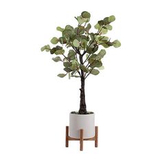 a potted plant with leaves in it on a wooden stand against a white background