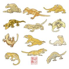 an image of different types of lizards on white paper with chinese characters in the background