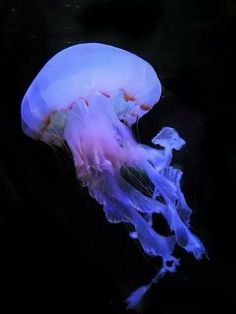 a purple jellyfish floating in the water