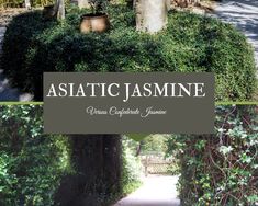 an image of a path that is surrounded by trees and bushes with the words asiatic jasmine on it