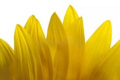 a close up view of a yellow sunflower's petals against a white background