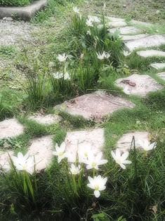 white flowers are growing in the grass near stone steppings and stones on the ground