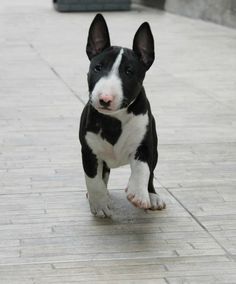 a small black and white dog running across a sidewalk