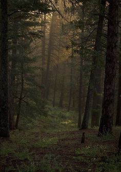 the sun shines through the trees in the forest on a foggy day,