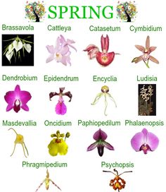 the different types of flowers and their names