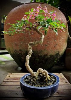 a bonsai tree in a blue pot with pink flowers on the top and bottom