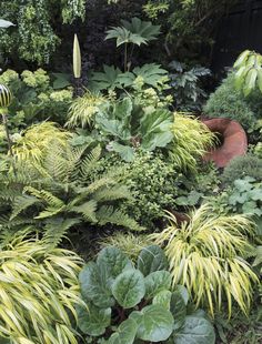 a garden filled with lots of different types of plants