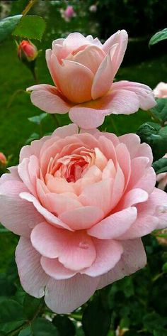 two pink roses are blooming in the garden, one is budding and the other is open