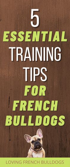 a french bulldog with the title 5 essential training tips for french bulldogs