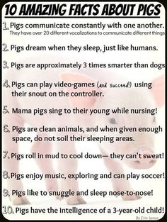 an animal's face is shown with the words, 10 amazing fact about pigs