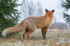 a red fox standing in the grass near some trees