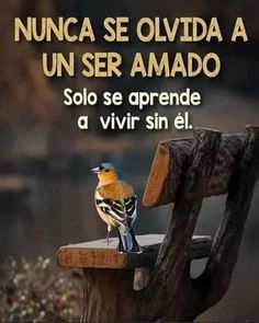 a bird sitting on top of a wooden bench next to a body of water with the words, nunca se olvidda a un ser amado