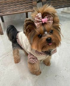 a small brown dog wearing a white shirt and pink bow on it's head