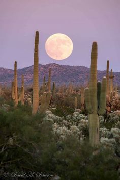 the full moon is seen behind saguados and cactus bushes in this desert scene