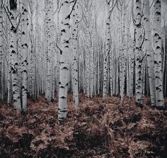 a forest filled with lots of tall white trees