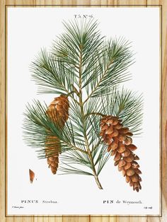 a pine tree branch with cones on it's branches and the word pines written below