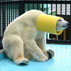 a polar bear sitting on the ground with a piece of yellow tape around its neck