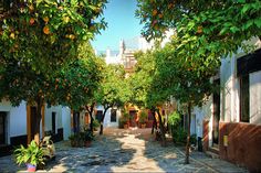 an alley way with orange trees lining both sides