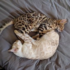 two cats laying on top of each other on a bed