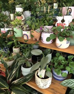 many potted plants are sitting on shelves