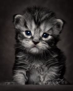 a black and white photo of a small kitten with blue eyes looking at the camera