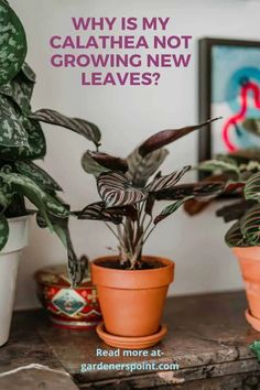 three potted plants with the words why is my calathea not growing new leaves?