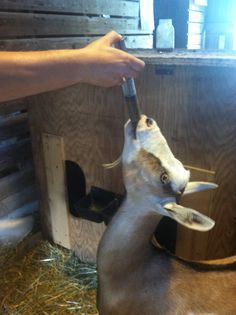 a person feeding a goat with a bottle