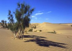 a lone tree in the middle of an empty desert area with sand dunes and blue sky