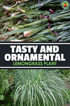 tasty and ornamental lemongrass plant