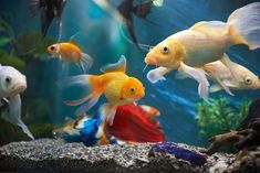 goldfish swimming in an aquarium with other fish